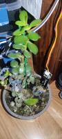 Sensor In Plant Pot Detecting Moisture Levels